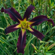 Fishing in the Dark Daylily